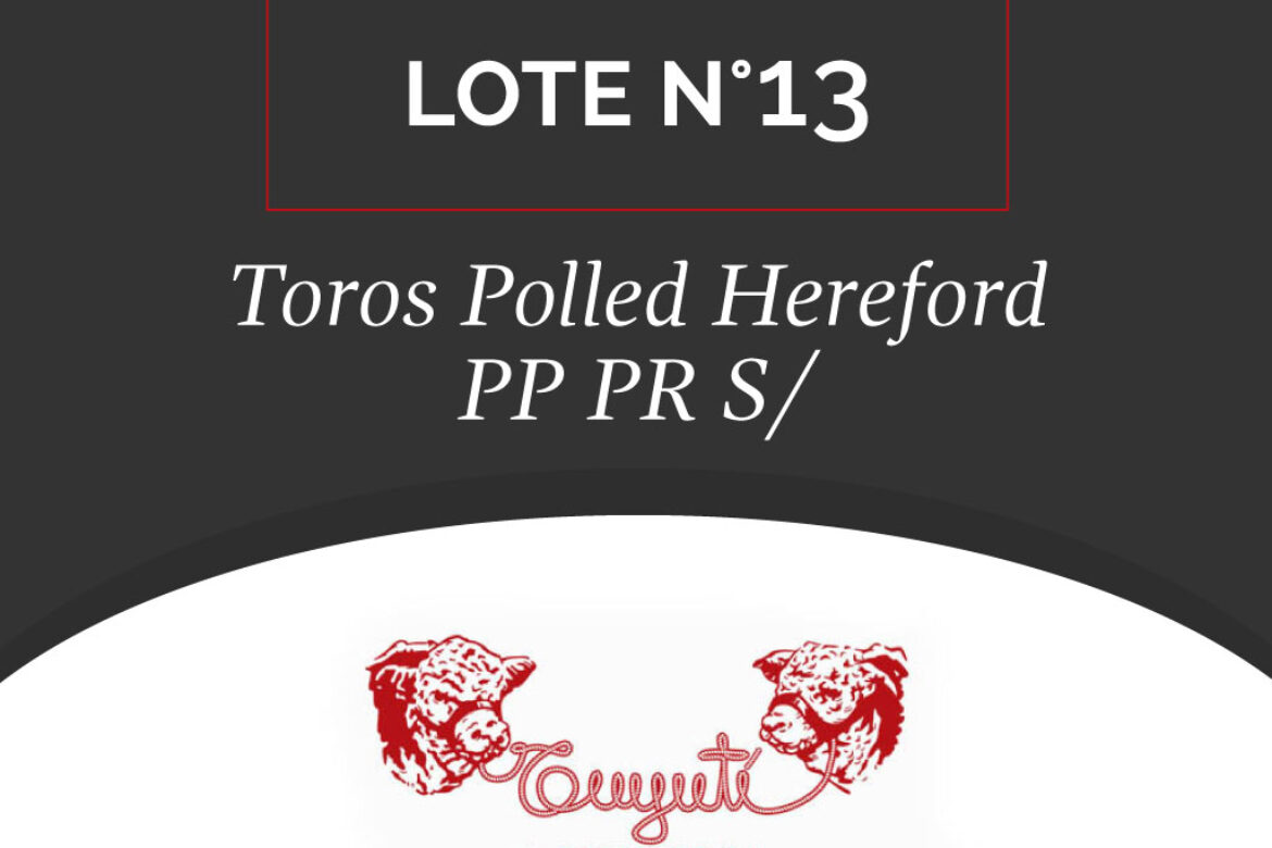 LOTE N° 13 – TOROS POLLED HEREFORD PP