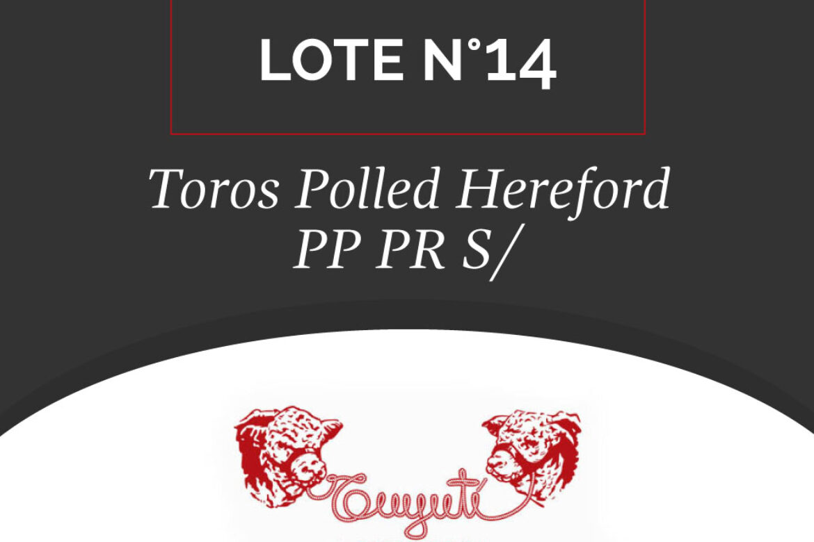 LOTE N° 14 – TOROS POLLED HEREFORD PP