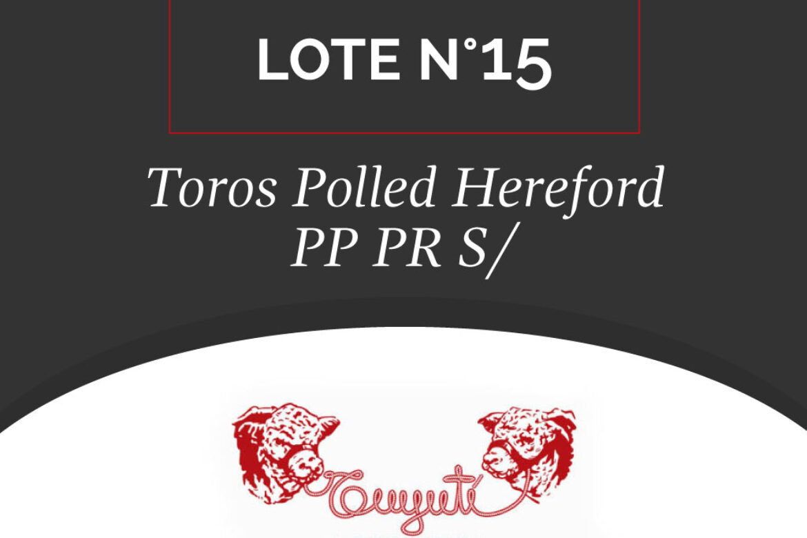 LOTE N° 15 – TOROS POLLED HEREFORD PP