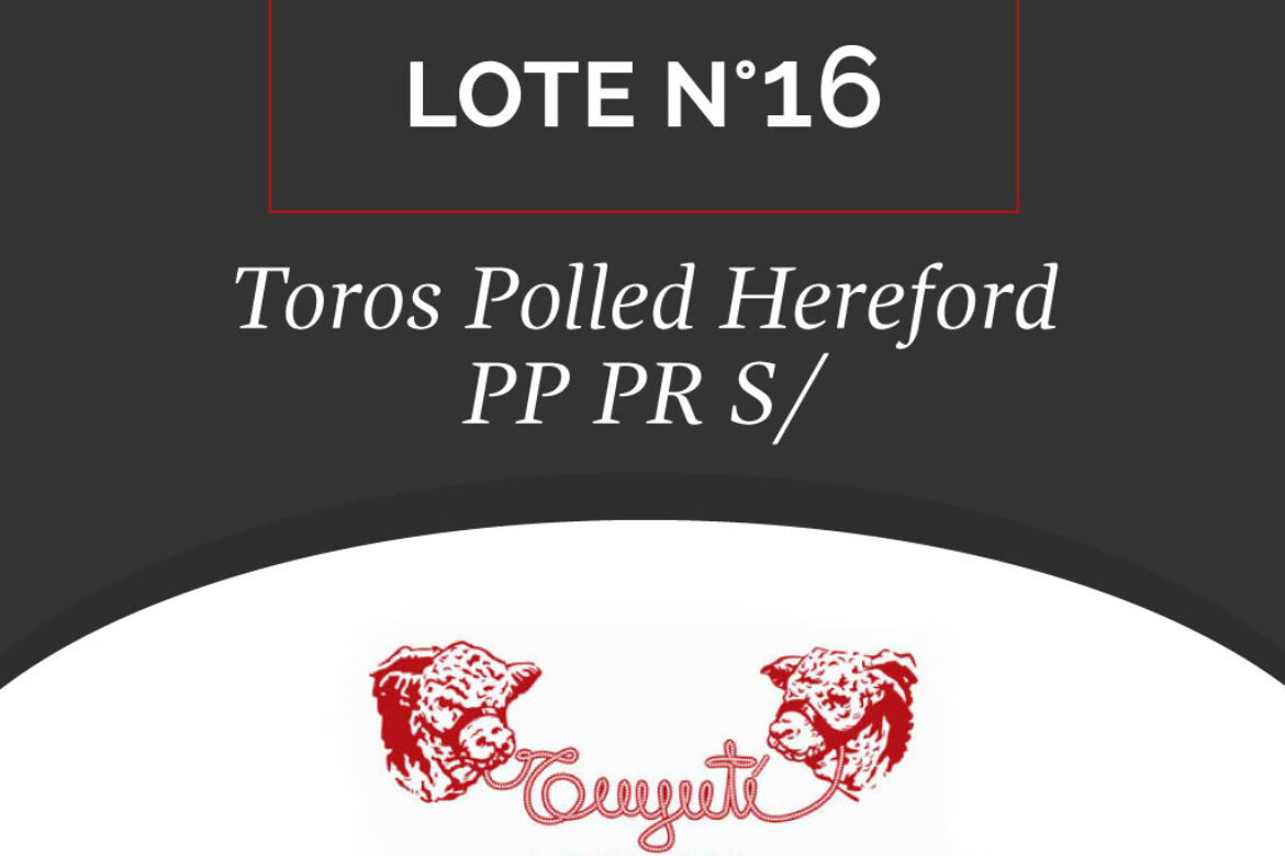 LOTE N° 16 – TOROS POLLED HEREFORD PP