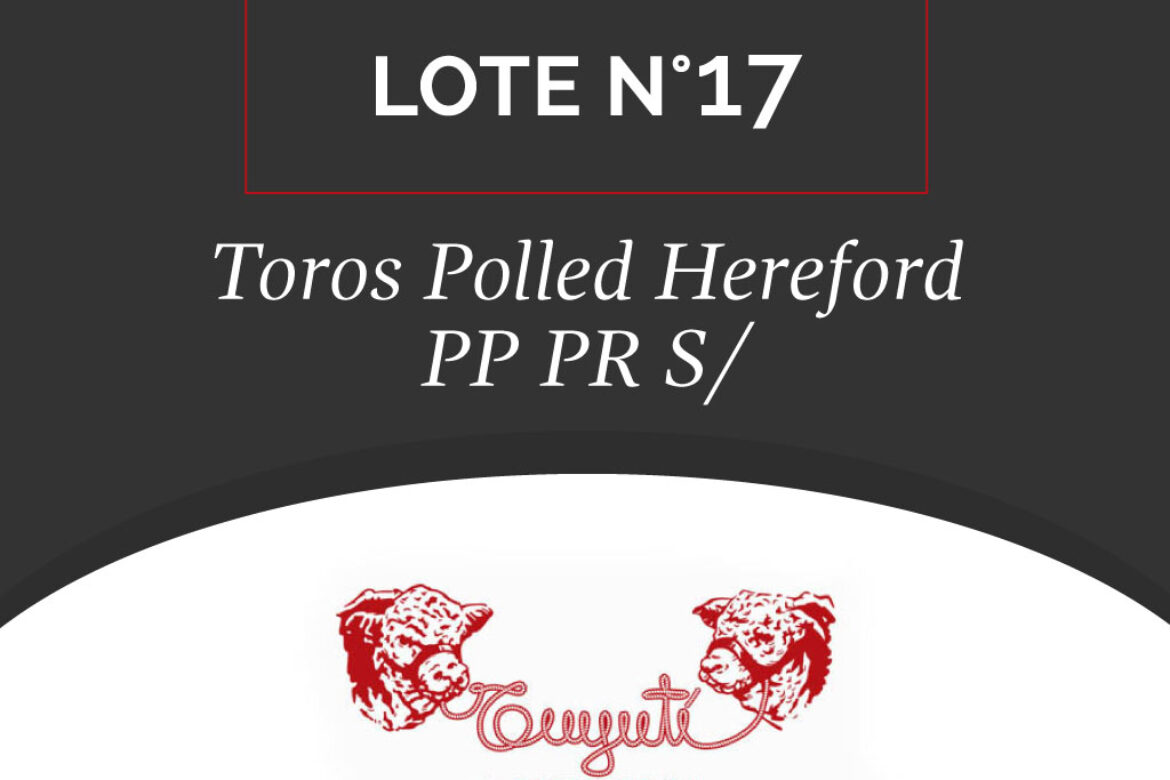 LOTE N° 17 – TOROS POLLED HEREFORD PP