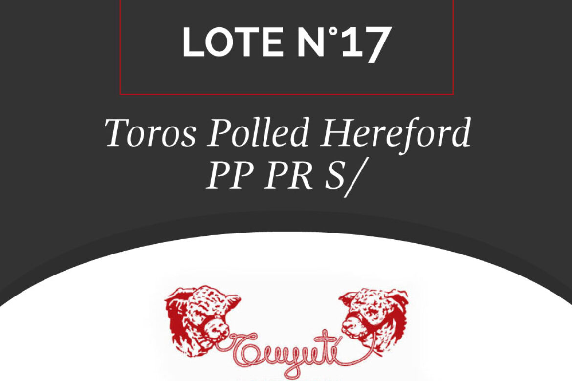 LOTE N° 17 – TOROS POLLED HEREFORD PP