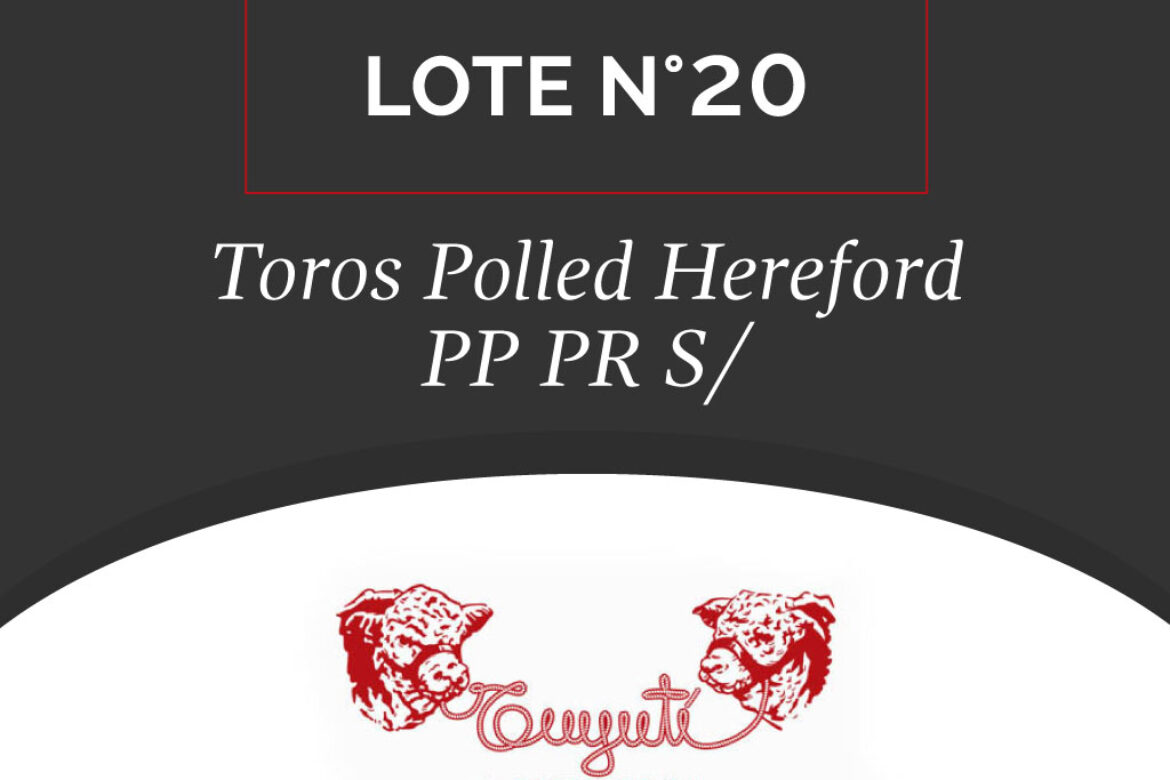LOTE N° 20 – TOROS POLLED HEREFORD PP