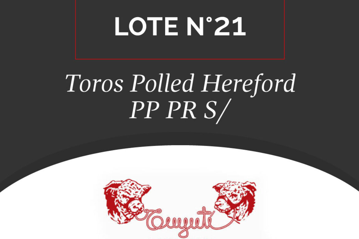 LOTE N° 21 – TOROS POLLED HEREFORD PP