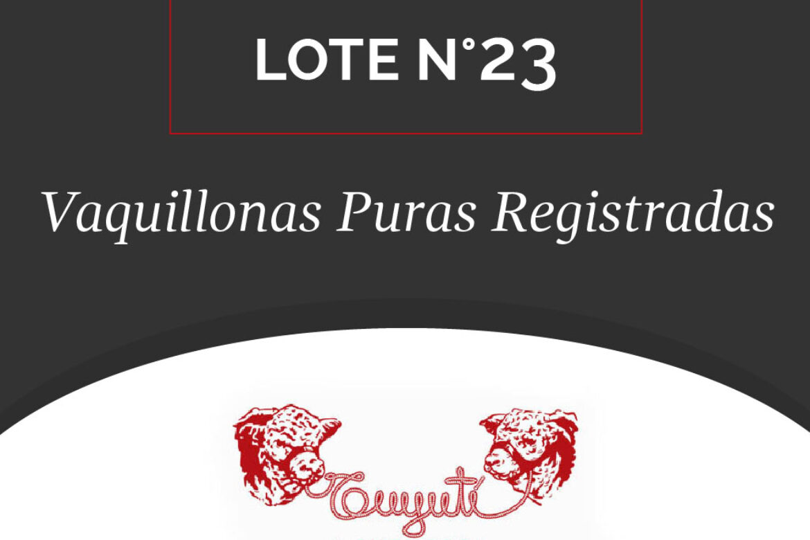 LOTE N° 23 – VAQUILLONAS PURAS REGISTRADAS